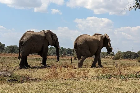 10-Day Uganda & Zambia Safari