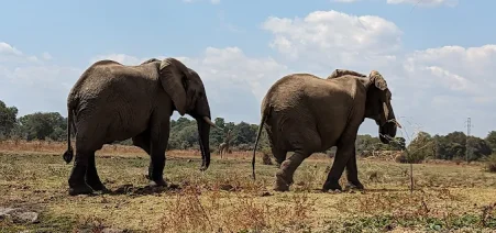 10-Day Uganda & Zambia Safari