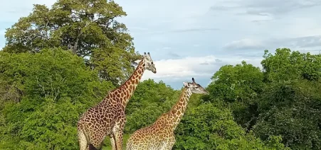 giraffes 5 Days of Victoria Falls & Safari Combo
