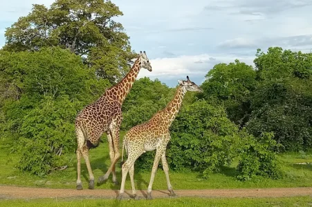 5 Days of Victoria Falls & Safari Combo