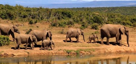 4 Days Kigali & Akagera Wildlife Experience