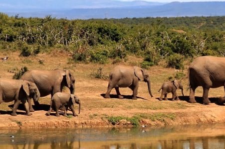 4 Days Kigali & Akagera Wildlife Experience