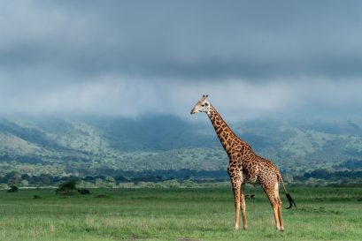 Akagera National park