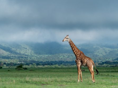 Akagera National park