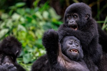 Mgahinga Gorilla National Park