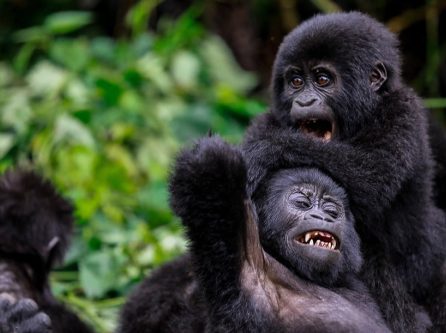 Mgahinga Gorilla National Park