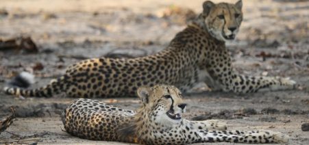 12-day Zambia & Malawi Adventure