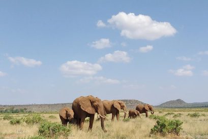 Kenya Safaris
