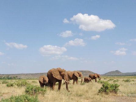 Kenya Safaris