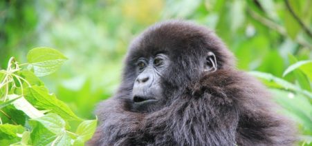 6-Days Pure Primate Expedition