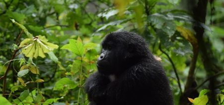 gorilla trekking tour Uganda Safari Tours
