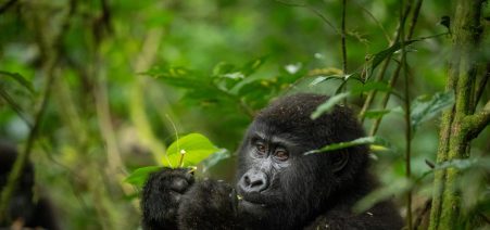 6 Days Gorillas & Chimps Trekking