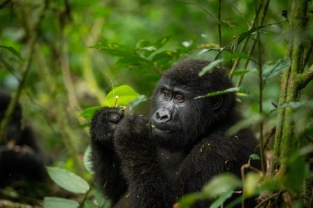 6 Days Gorillas & Chimps Trekking