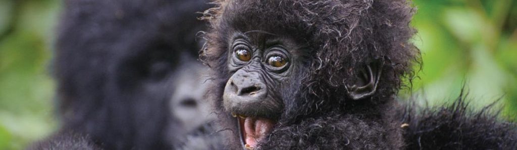 Best East African Safari Tours