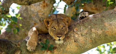 9 Days Uganda Safari