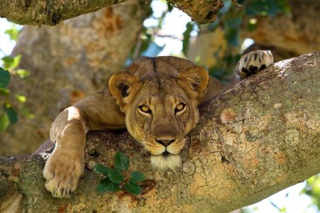 9 Days Uganda Safari