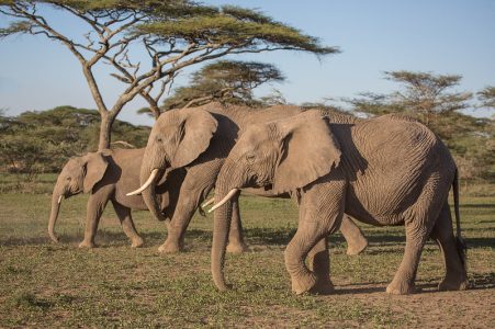 6 Days of Wildlife & Family Safari Adventure