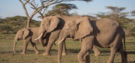 6 Days of Wildlife & Family Safari Adventure