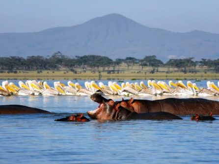Lake Naivasha