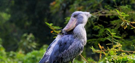 1-Day Birding Mabamba Swamp & Botanical