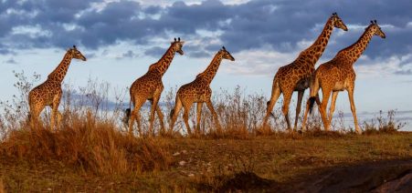 3 Days Masai mara Safari