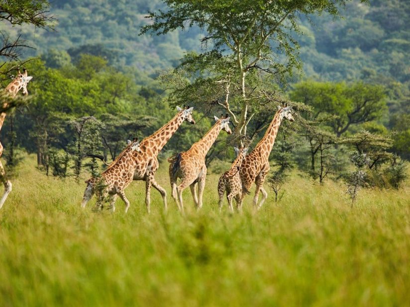 Pian-Upe Game Reserve