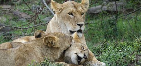 pride-of-lions-in-Kenya 7 Days Tanzania Wildlife Safari