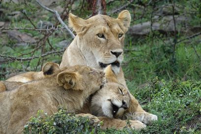 7 Days Tanzania Wildlife Safari