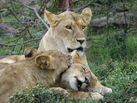 7 Days Tanzania Wildlife Safari