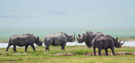 rhino-crater 14-Day Tanzania Rwanda & Uganda Wildlife Safari