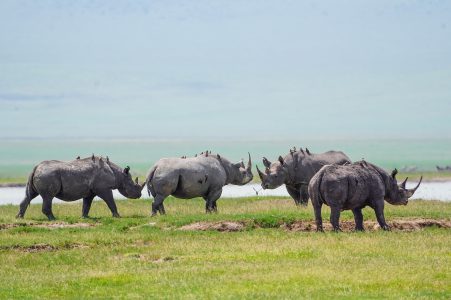 14-Day Tanzania Rwanda & Uganda Wildlife Safari