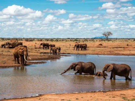 Tsavo East National park