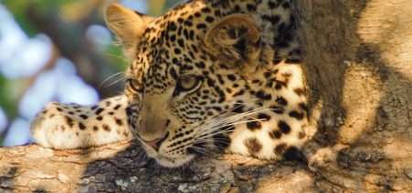 14 days True Wilderness Safari