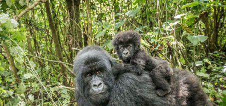 7 Days Rwanda Gorilla Safari