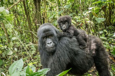 7 Days Rwanda Gorilla Safari