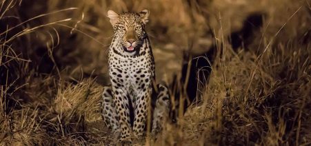 7-Day Ultimate Wildlife & Adventure Tour