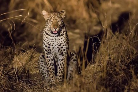 7-Day Ultimate Wildlife & Adventure Tour